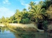 Fonds d'cran Voyages : Afrique Oasis  Tozeur