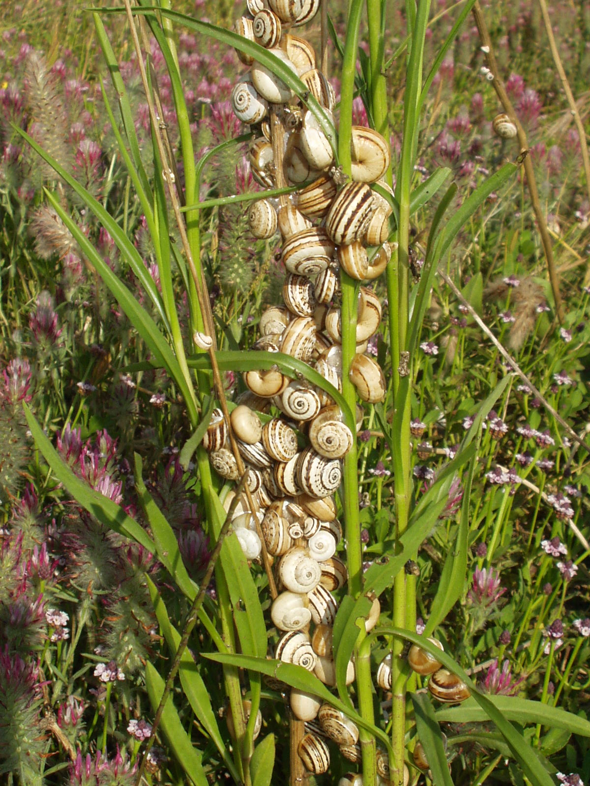 Wallpapers Animals Snails - Slugs Escargots