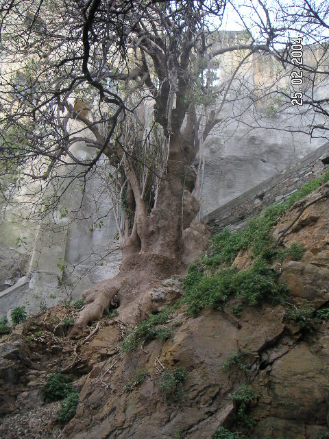 Fonds d'cran Nature Arbres - Forts arbre bizarre