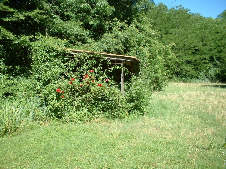 Wallpapers Nature Parks - Gardens Lueur de sang au mileu d'un ocan de verdure