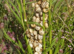 Fonds d'cran Animaux Escargots