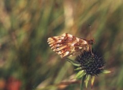 Fonds d'cran Animaux Papillon