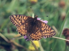 Fonds d'cran Animaux Papillon