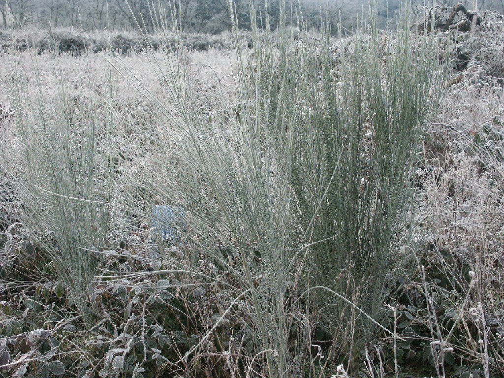 Fonds d'cran Nature Saisons - Hiver 