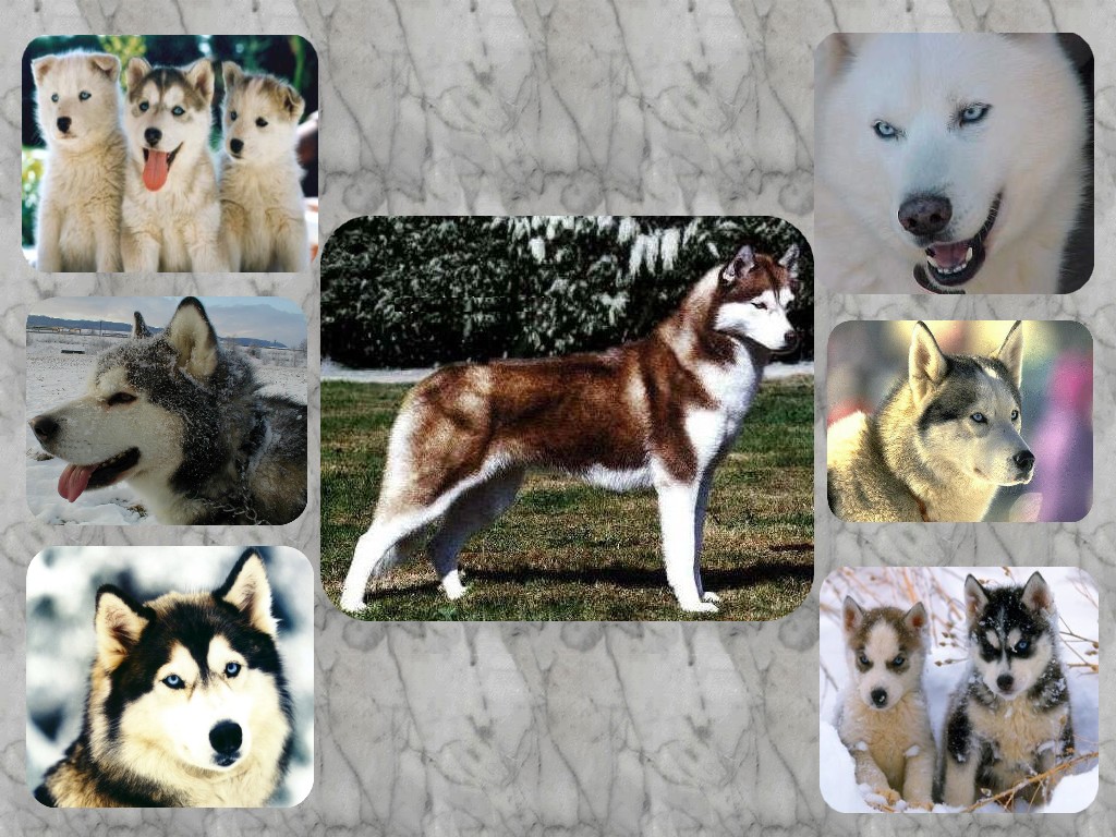 Wallpapers Animals Dogs Le Husky Siberien