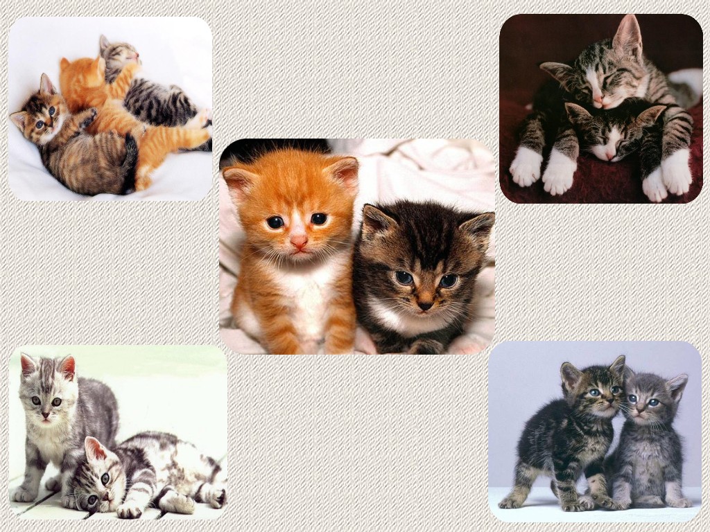 Wallpapers Animals Cats - Kittens Mignons chatons