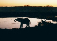 Fonds d'cran Nature namibie - parc d'etosha