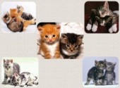 Wallpapers Animals Mignons chatons