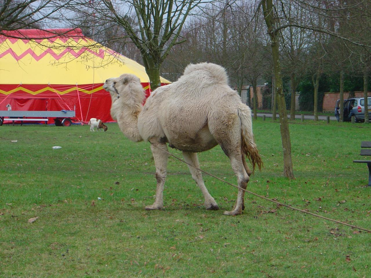 Fonds d'cran Animaux Divers Dromadaire.