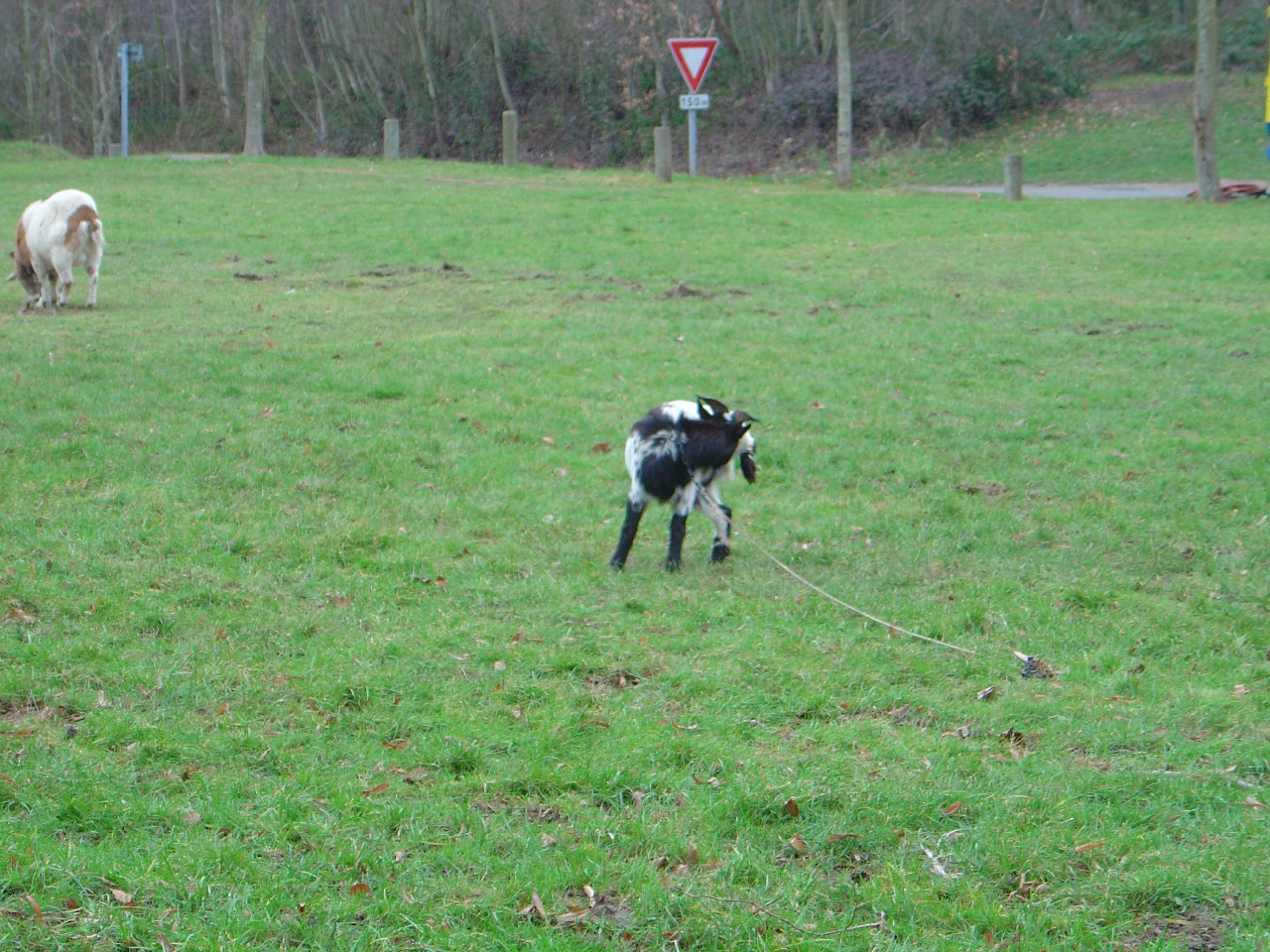 Fonds d'cran Animaux Vaches - Taureaux - Boeufs 