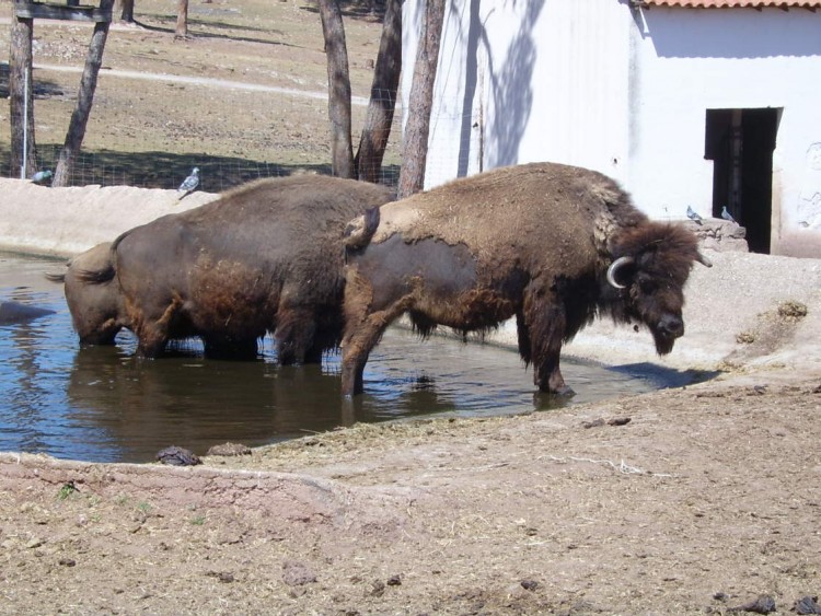 Fonds d'cran Animaux Bisons - Buffles Zoo de Frjus, VAR