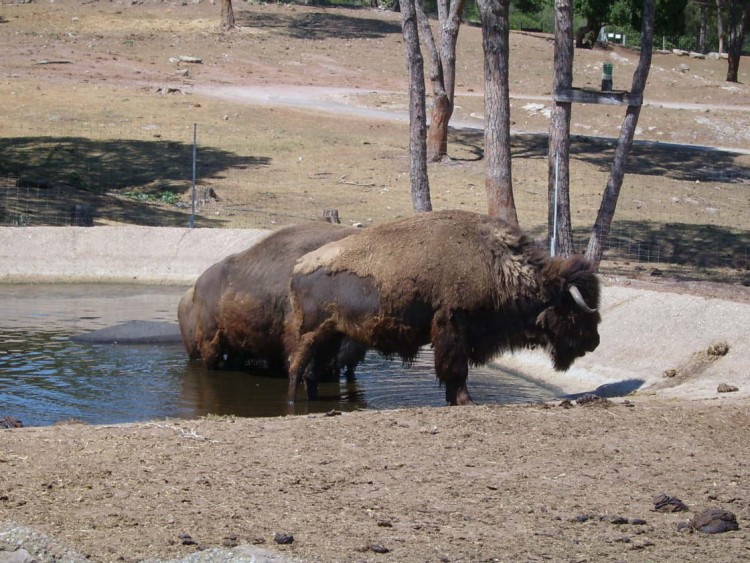 Fonds d'cran Animaux Bisons - Buffles Zoo de Frjus, VAR