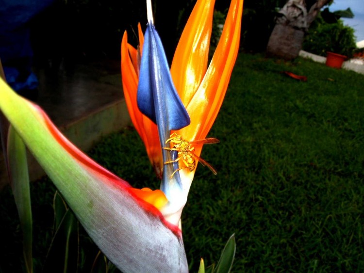 Fonds d'cran Nature Fleurs Gupe-oiseau du paradis