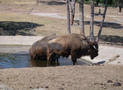 Wallpapers Animals Zoo de Frjus, VAR