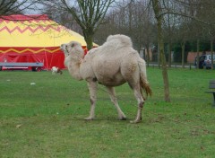 Fonds d'cran Animaux Dromadaire.