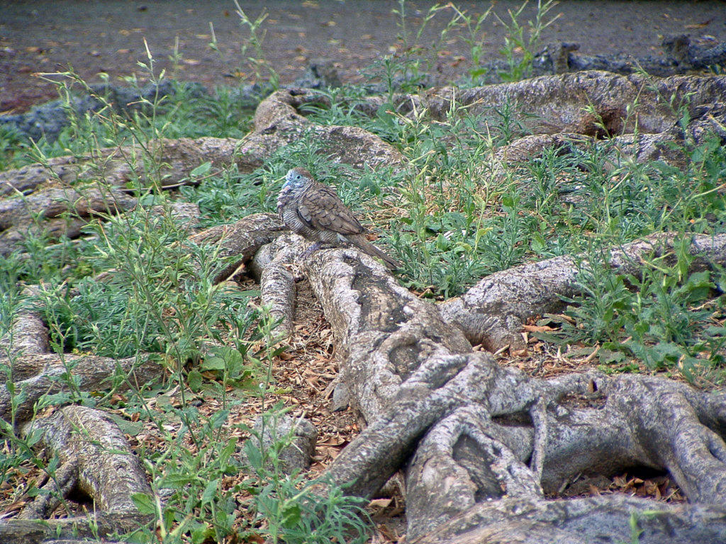 Wallpapers Animals Birds - Misc Ile de la Reunion