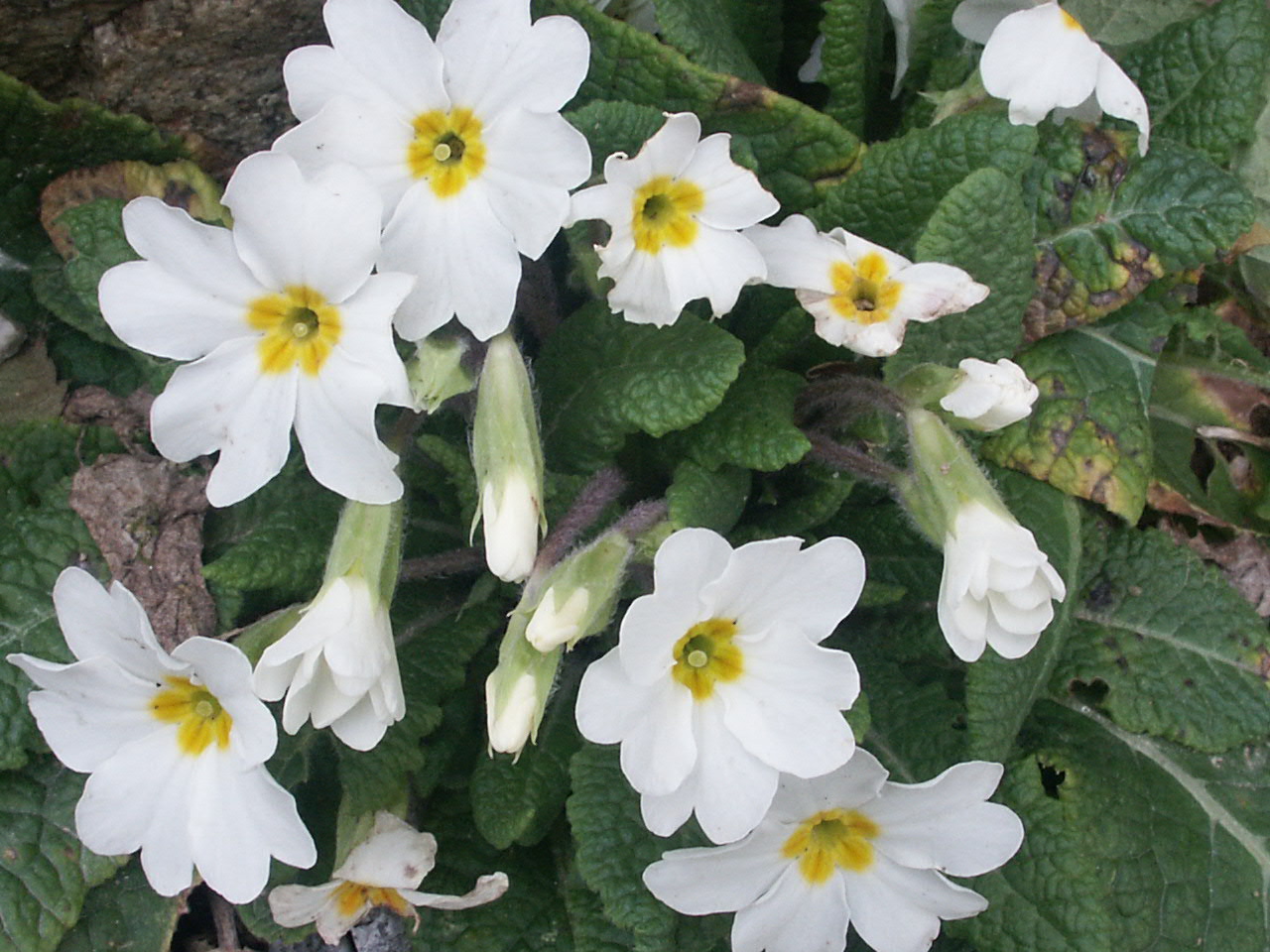 Fonds d'cran Nature Fleurs Primevre