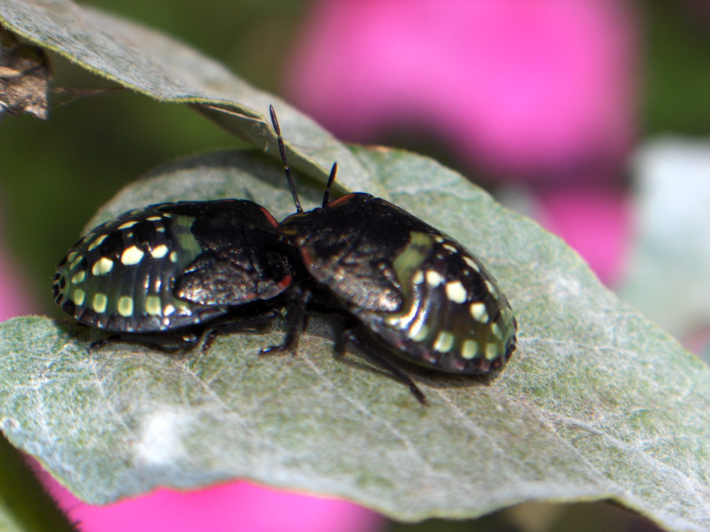 Fonds d'cran Animaux Insectes - Divers 