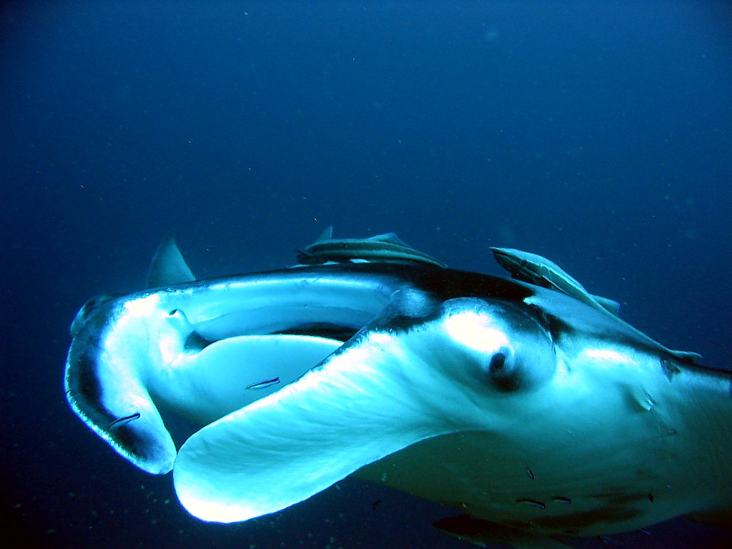 Fonds d'cran Animaux Vie marine - Poissons Raie manta maldives 2004