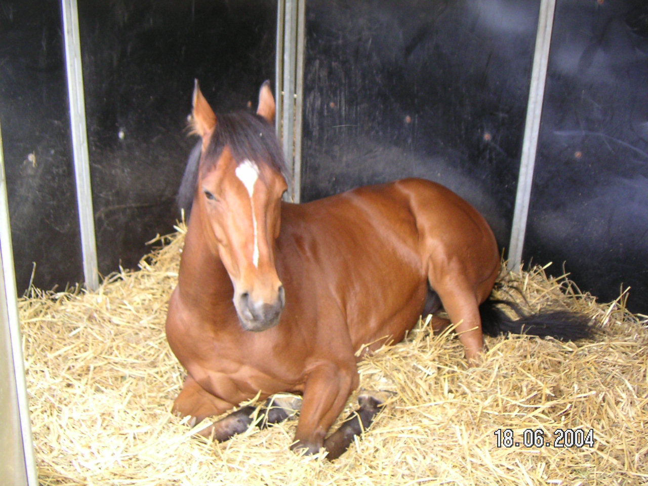 Fonds d'cran Animaux Chevaux cheval de Horse ball