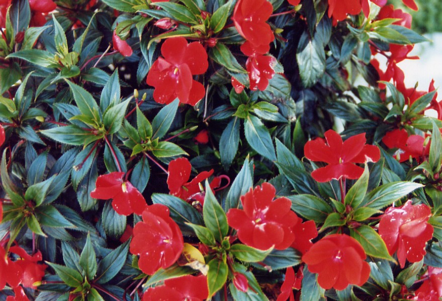 Wallpapers Nature Flowers Impatiens