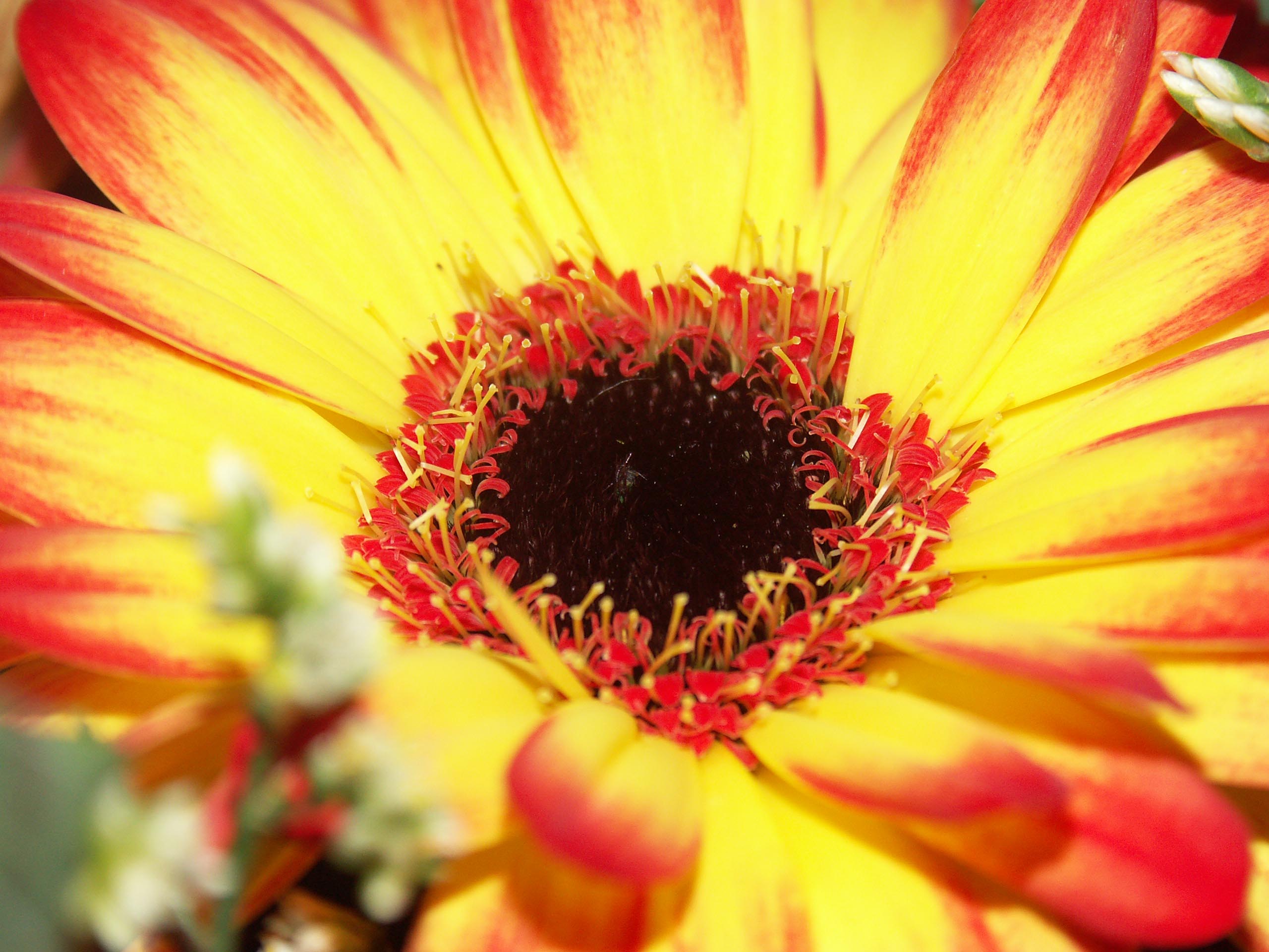 Fonds d'cran Nature Fleurs marguerite