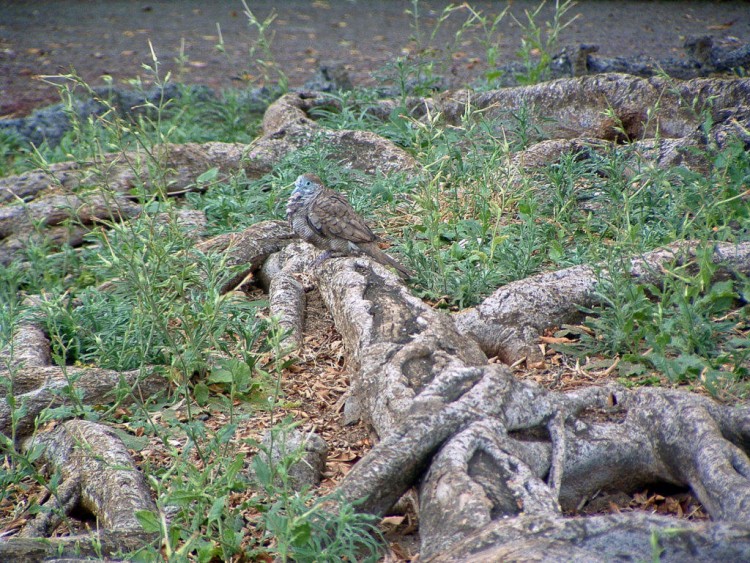 Wallpapers Animals Birds - Misc Ile de la Reunion