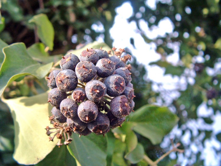 Wallpapers Nature Fruits Graines d'un arbre...