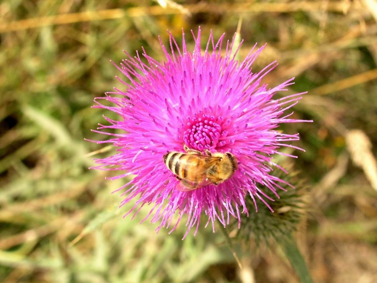 Fonds d'cran Nature Fleurs butine