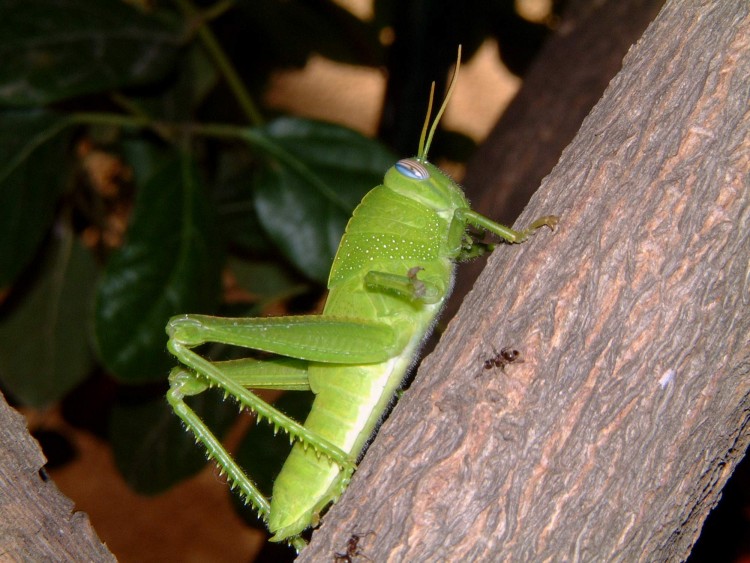 Fonds d'cran Animaux Insectes - Sauterelles et Criquets Sauterelle Vert