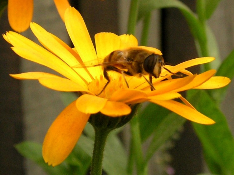 Fonds d'cran Animaux Insectes - Abeilles Gupes ... futur miel