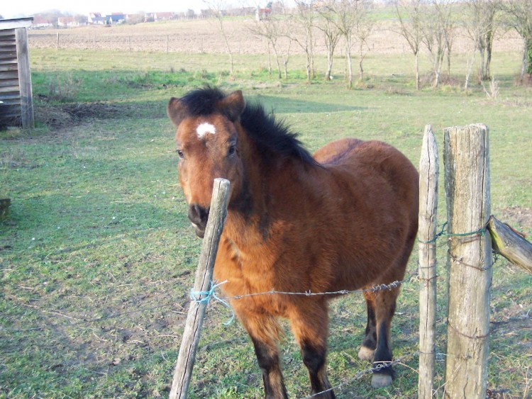 Fonds d'cran Animaux Chevaux Poney...