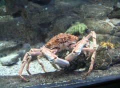 Fonds d'cran Animaux crabe