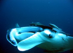 Fonds d'cran Animaux Raie manta maldives 2004