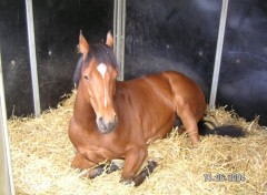 Fonds d'cran Animaux cheval de Horse ball