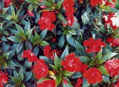 Fonds d'cran Nature Impatiens