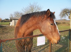 Fonds d'cran Animaux Belle bte