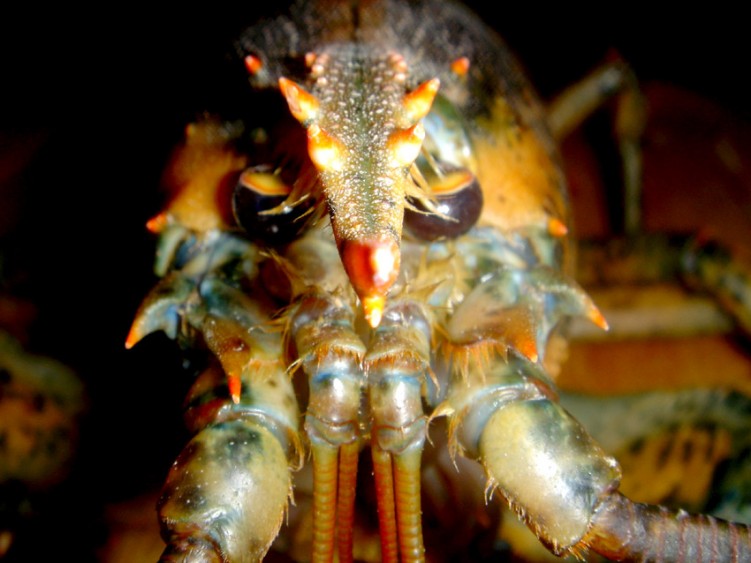 Fonds d'cran Animaux Vie marine - Poissons Diner de fte, le Homard ....