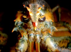 Wallpapers Animals Diner de fte, le Homard ....