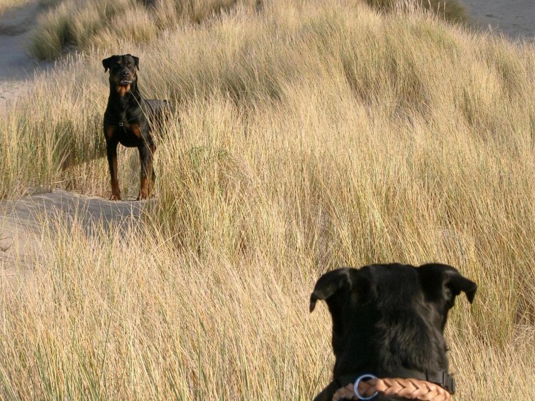 Fonds d'cran Animaux Chiens sokia