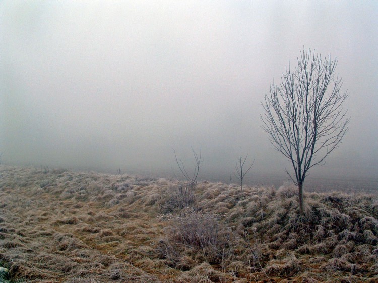 Fonds d'cran Nature Saisons - Hiver Brouillard glac...