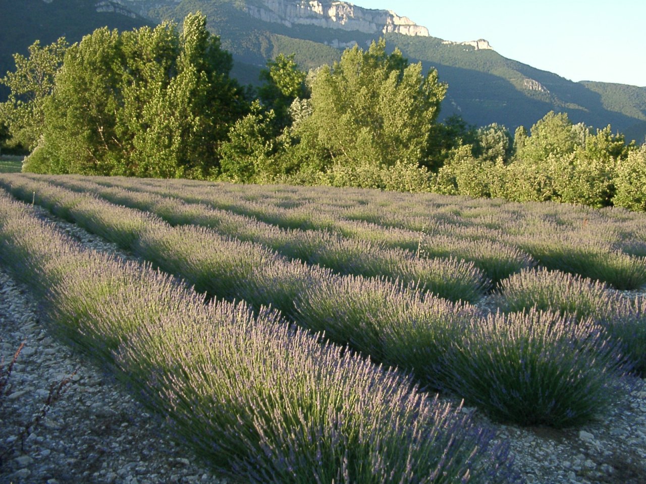 Fonds d'cran Nature Campagne Champs de lavande en Drome Provenale