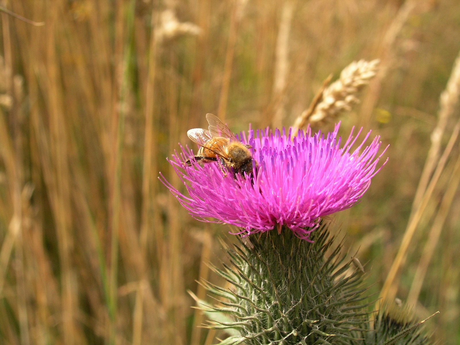 Wallpapers Animals Insects - Bees, Wasps slurp que c'est bon