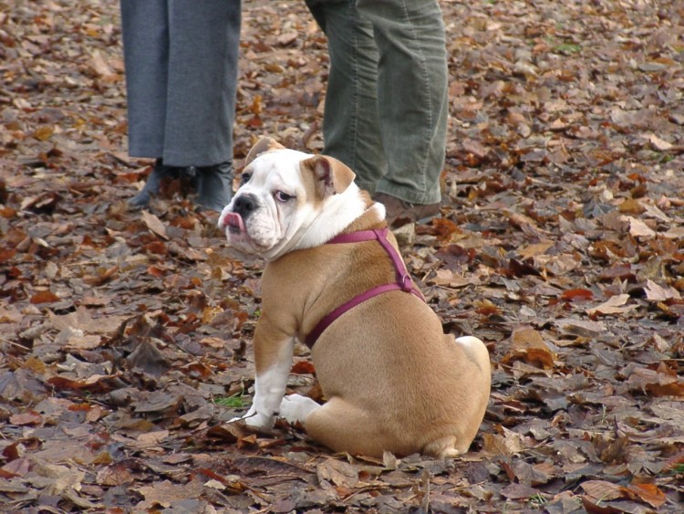 Fonds d'cran Animaux Chiens un problme ?