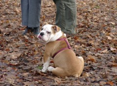 Fonds d'cran Animaux un problme ?