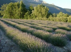 Fonds d'cran Nature Champs de lavande en Drome Provenale