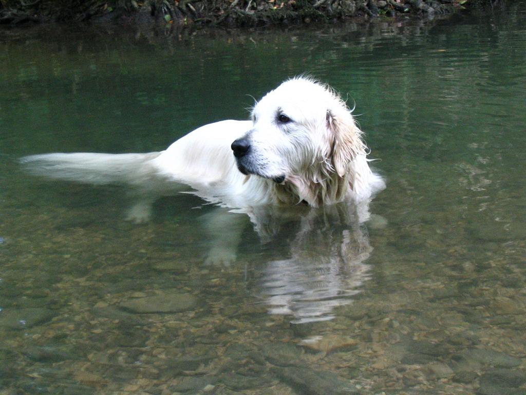 Fonds d'cran Animaux Chiens SNOOPY !!