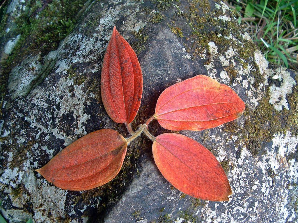 Fonds d'cran Nature Feuilles - Feuillages Ile de la Reunion