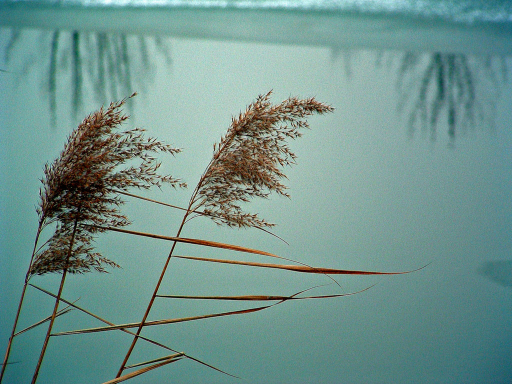 Fonds d'cran Nature Saisons - Hiver Epi sur fond de canal gel...