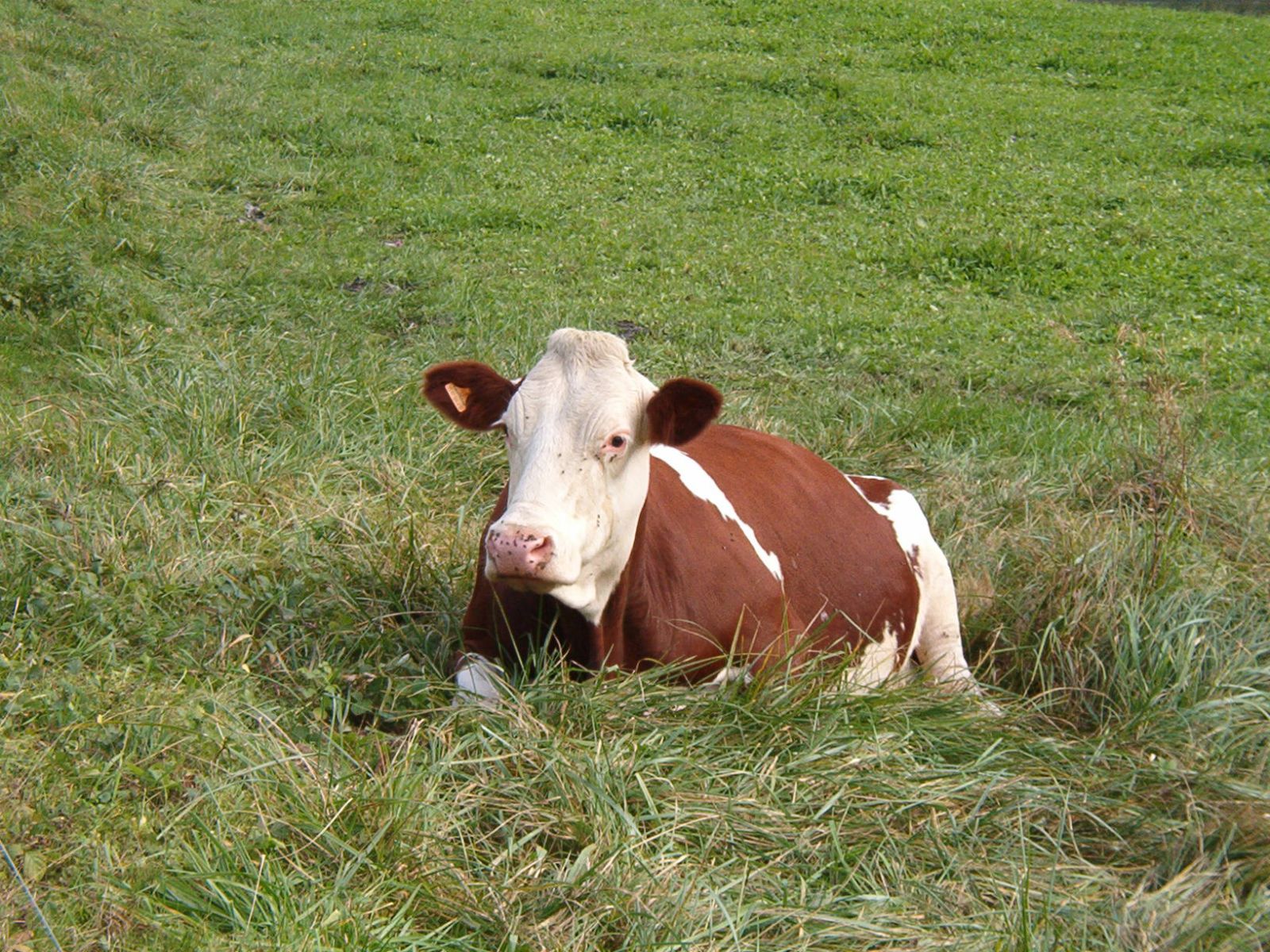 Fonds d'cran Animaux Vaches - Taureaux - Boeufs Vache